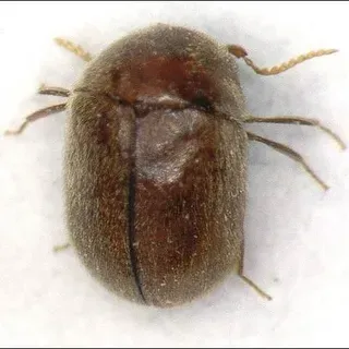 thumbnail for publication: Cigarette Beetle, Lasioderma serricorne (F.) (Insecta: Coleoptera: Anobiidae)